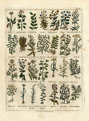 antique-herbal-print-elder-fennel-endive-culpeper-1790-e400797bb85ec9d8e148d53ae2034cfc
